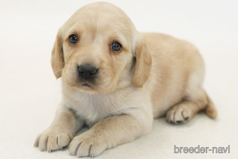 販売中の神奈川県のミックス犬-385596の2枚目